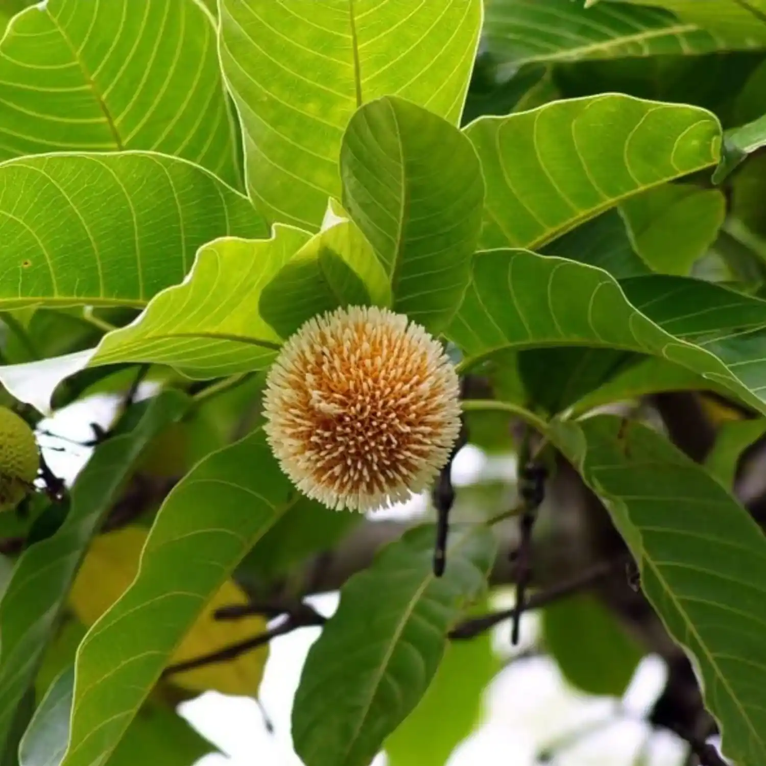 Kadam Tree (કડમ વૃક્ષ)